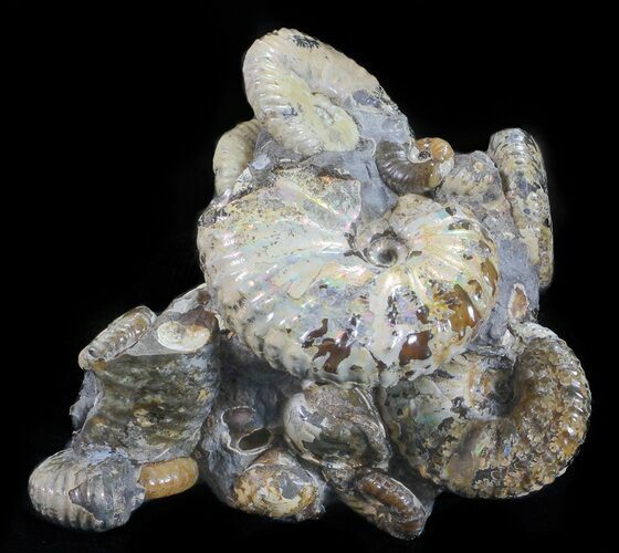 Hoploscaphites Ammonite Cluster - South Dakota #60240
